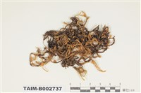 藏品(蔓苔科)的圖片